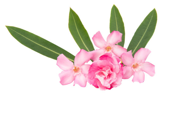 oleander