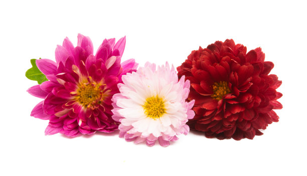 雏菊,菊花,花簇