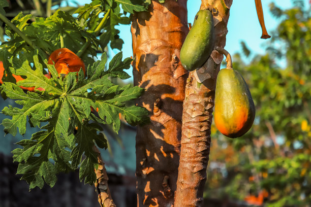 papaya