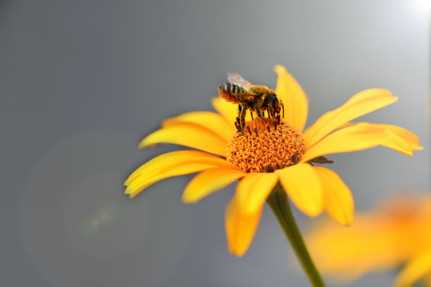 橙红色花朵条纹背景图案