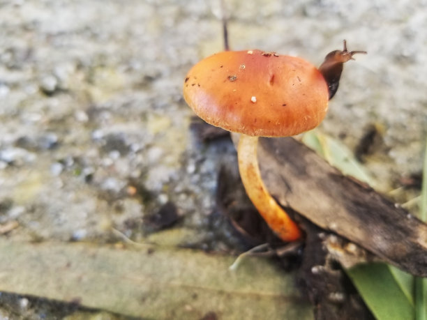 cortinarius