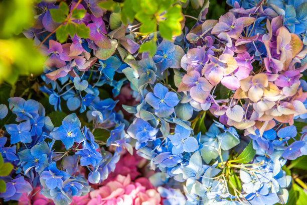 蓝白花卉蝴蝶图案素材