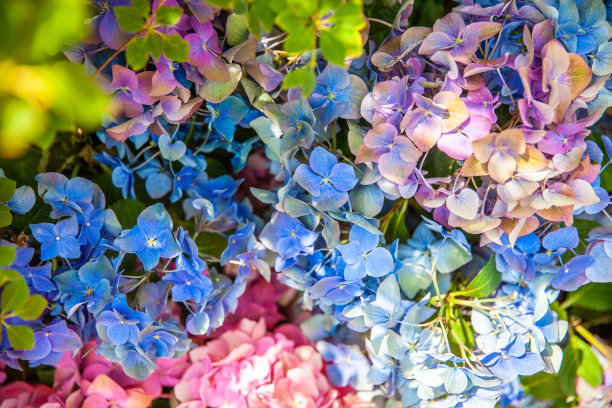 蓝白花卉蝴蝶图案素材