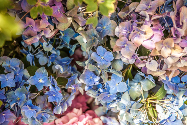 蓝白花卉蝴蝶图案素材