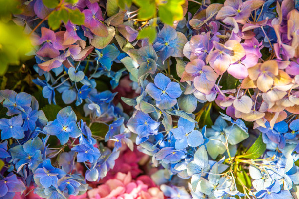 蓝白花卉蝴蝶图案素材