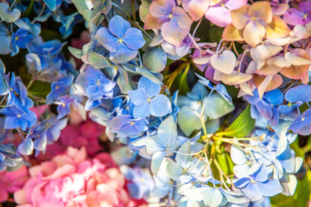 蓝白花卉蝴蝶图案素材