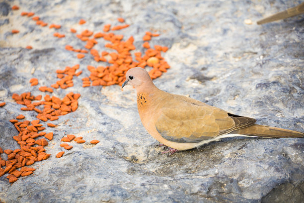 dove