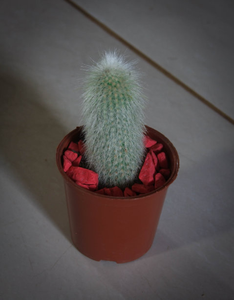 cholla