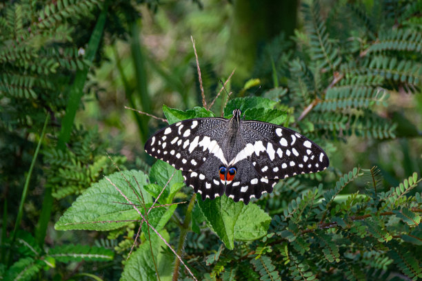danaus