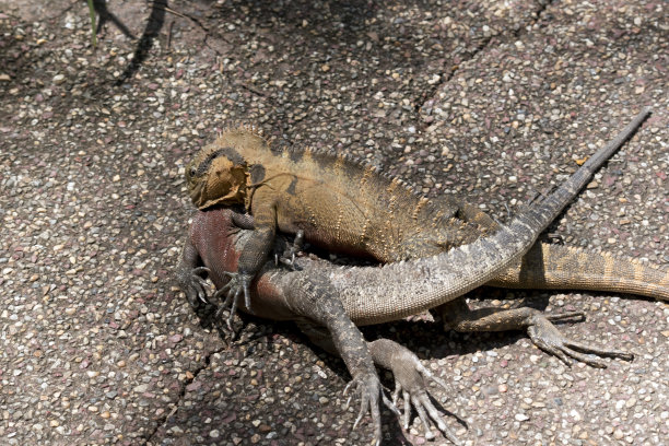 physignathus