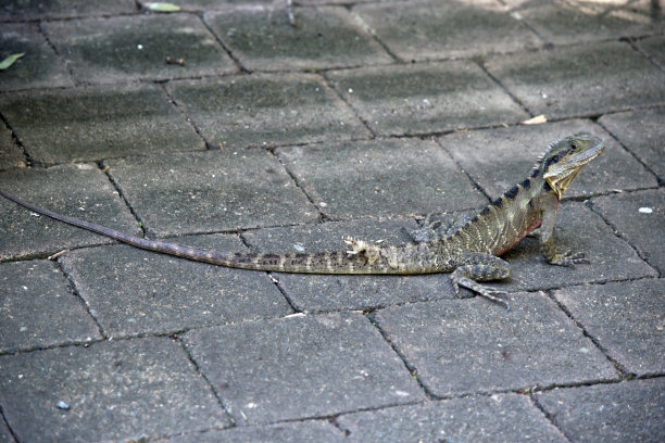 physignathus