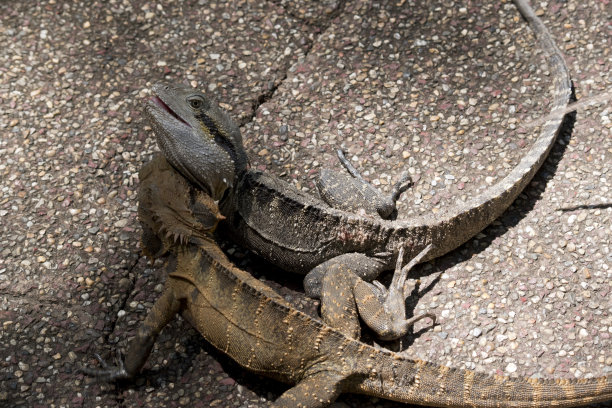 physignathus
