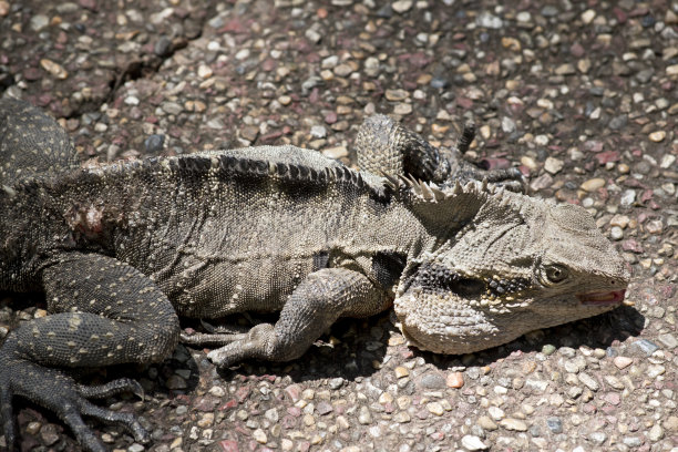 physignathus