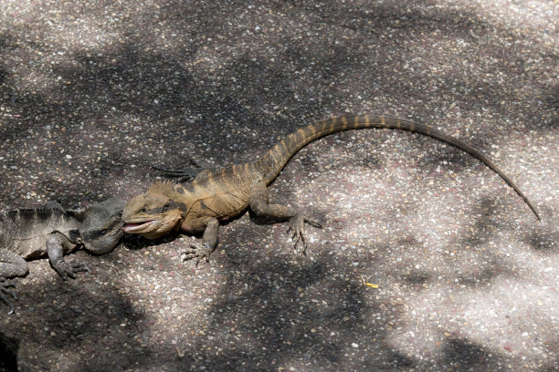physignathus