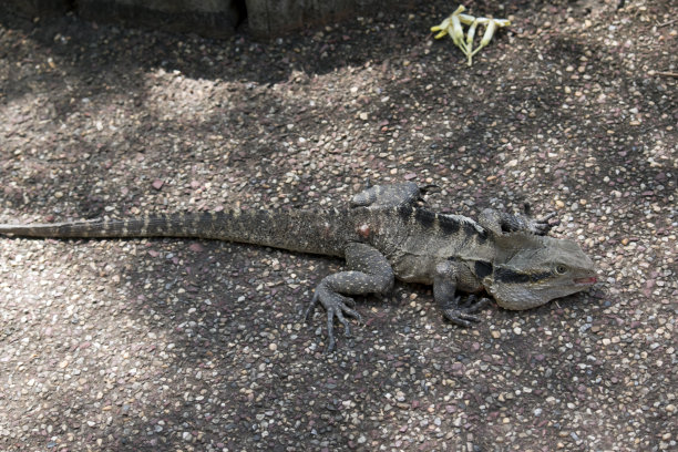 physignathus