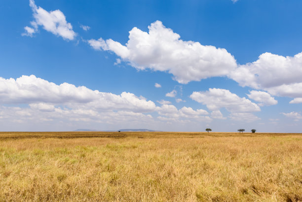savanna