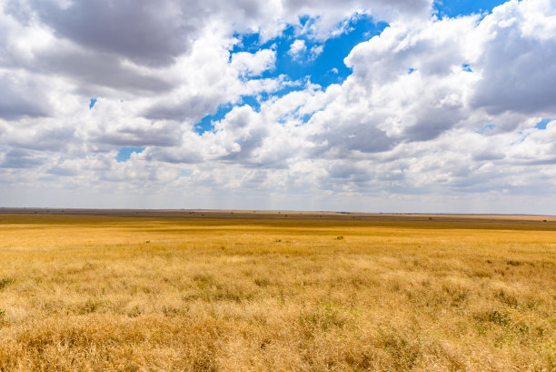 savanna
