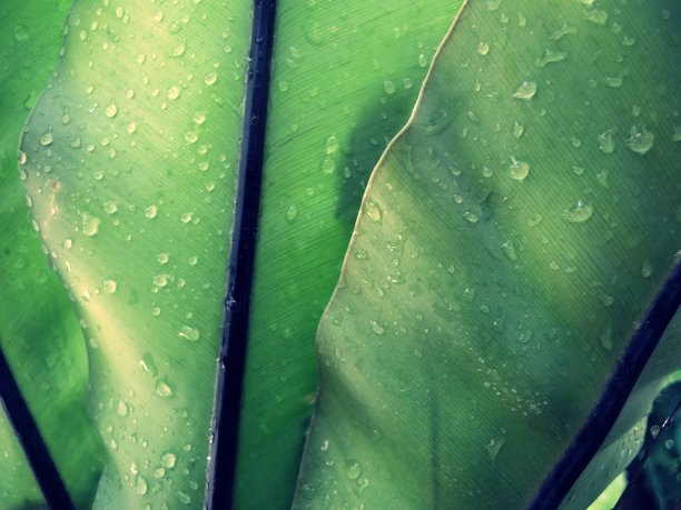 雨天的森林植物蕨类和植物