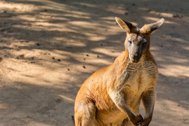wallaroo