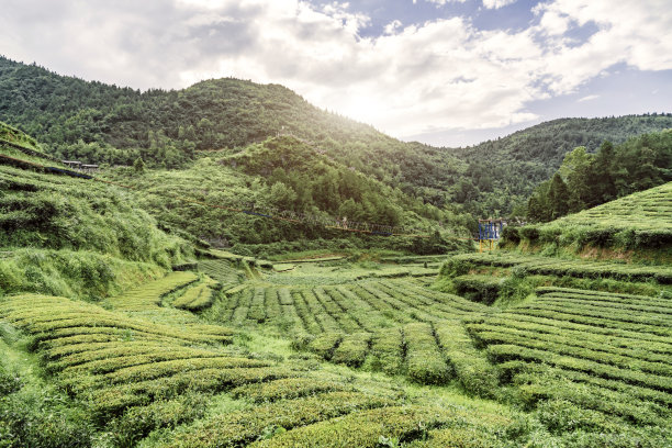 植树节 中式 山水