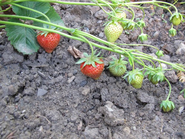 草莓种植草莓采摘