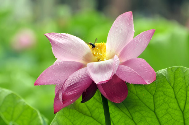 睡莲,花蕾,花簇