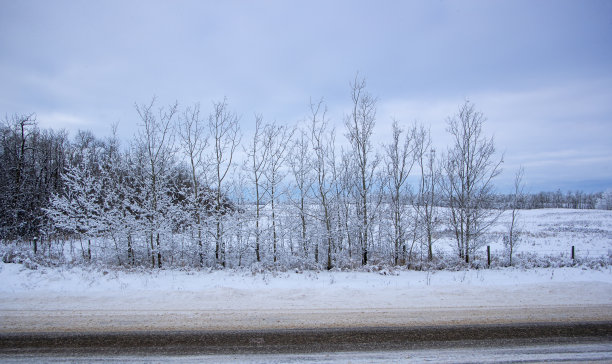 冬季白桦树林白桦树杆雪地