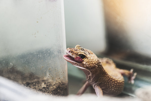 reptilia