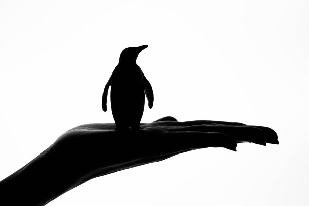 个性企鹅logo