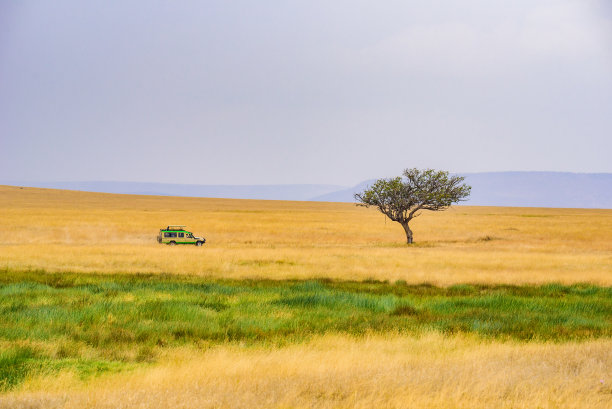 savanna