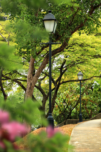 banyan