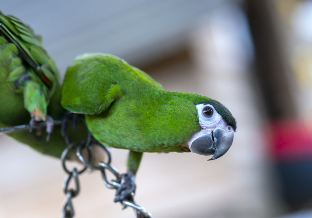 eclectus
