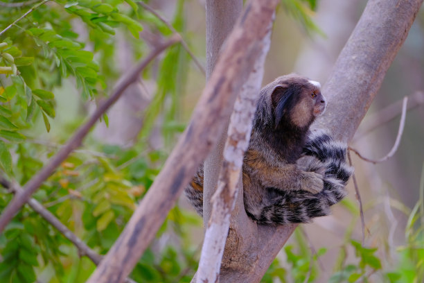 marmoset