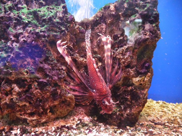 lionfish