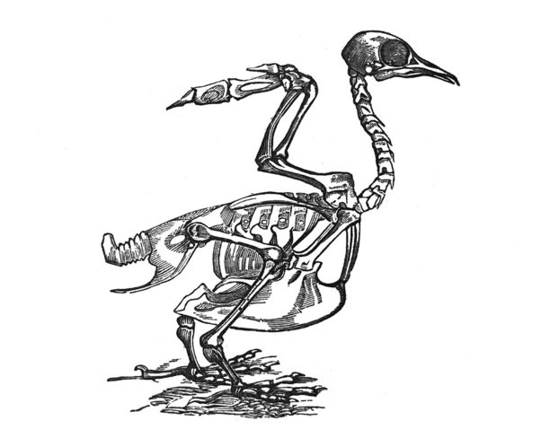 skeleton