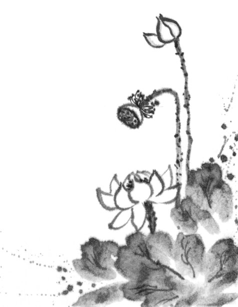水墨荷花,睡莲,荷塘背景