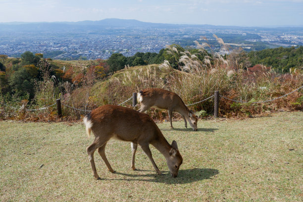 京都小鹿