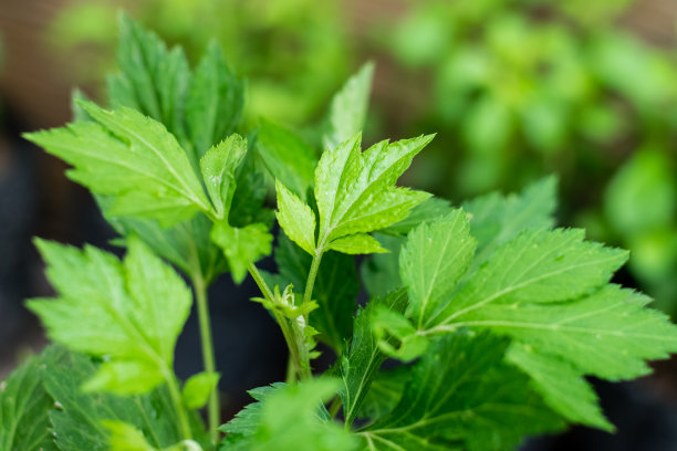 mugwort