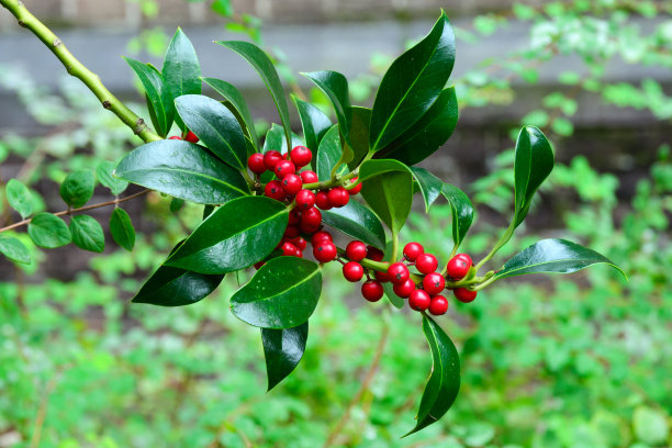 holly