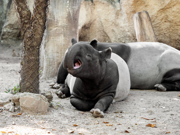 tapir