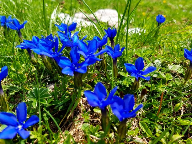 gentian