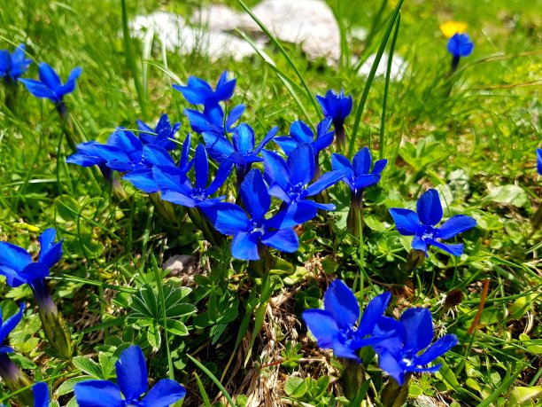gentian