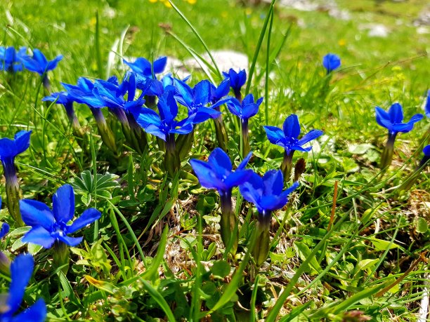 gentian