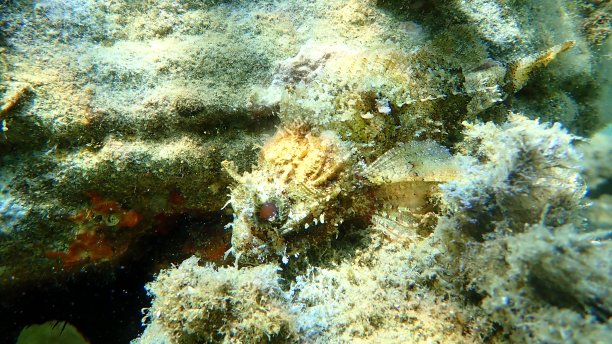 pterois