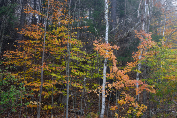 stowe