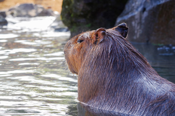 capybara
