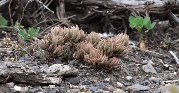 sedum