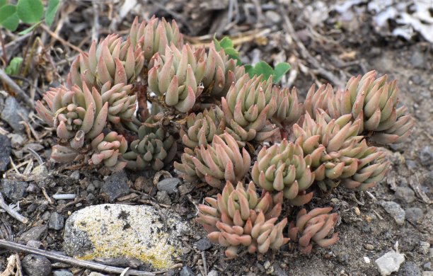 sedum