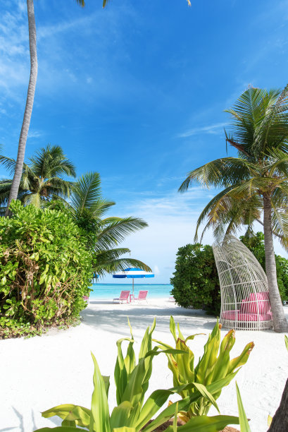 芭蕉叶沙发背景