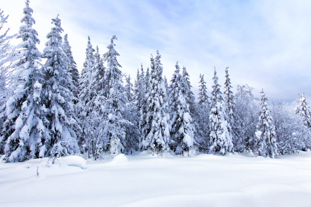 积雪覆盖草坪